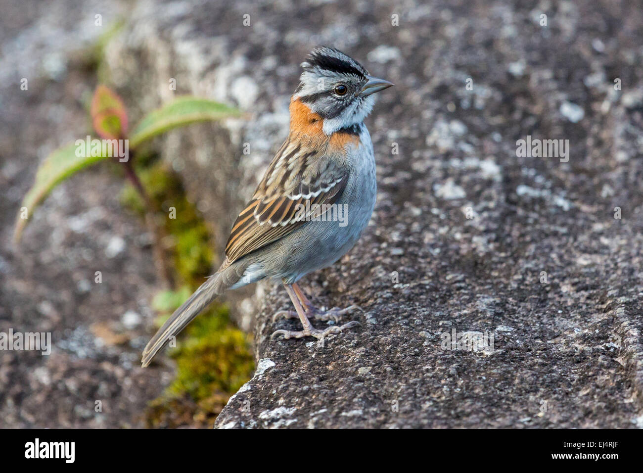 Small bird on plateau of Roraima tepui - Venezuela, South America Stock Photo