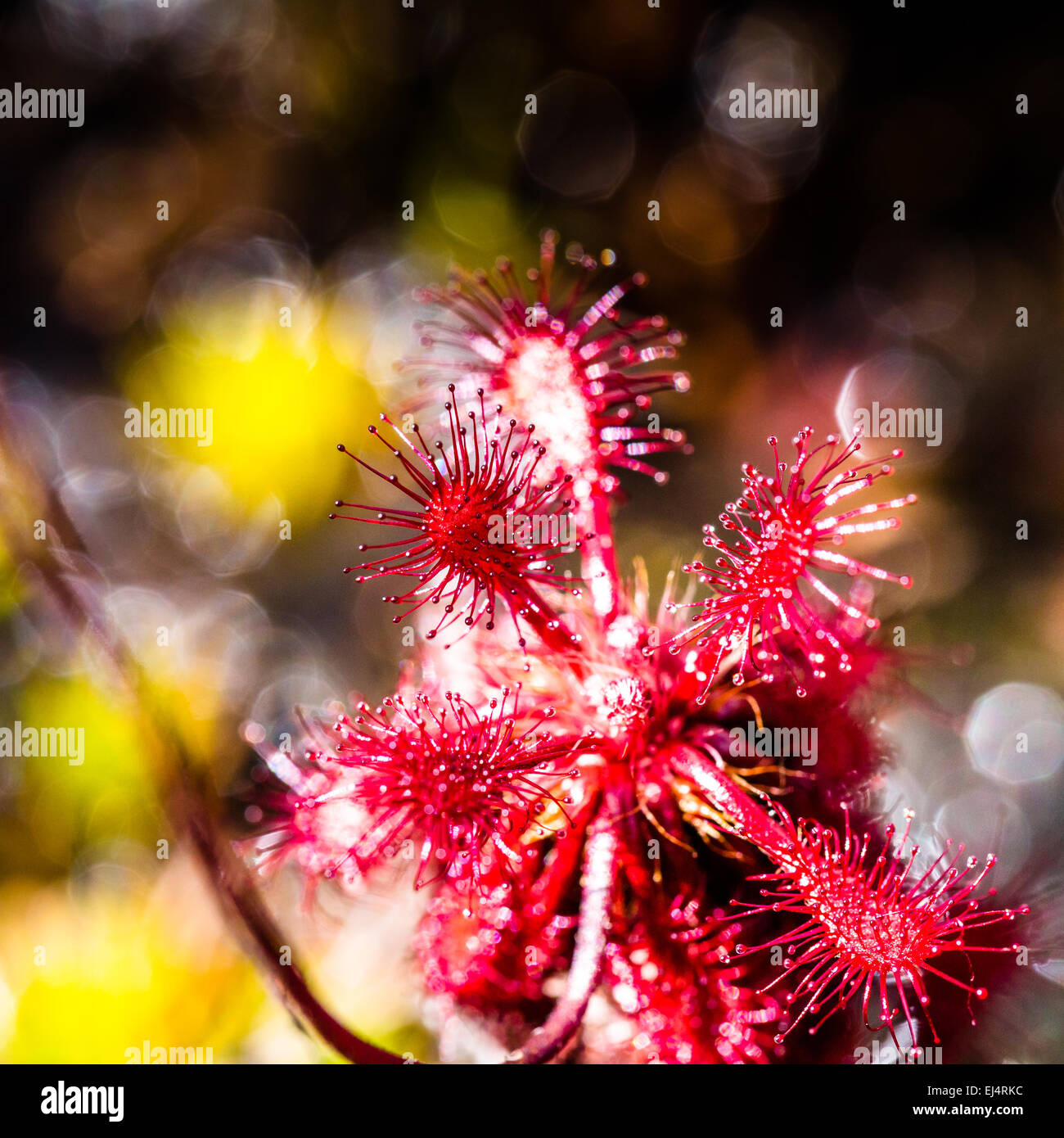 Sundew (Drosera rotundifolia) on plateau of Roraima tepui - Venezuela, South America Stock Photo