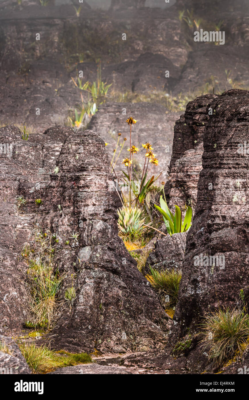 A very rare endemic plants on the plateau of Roraima Venezuela Stock