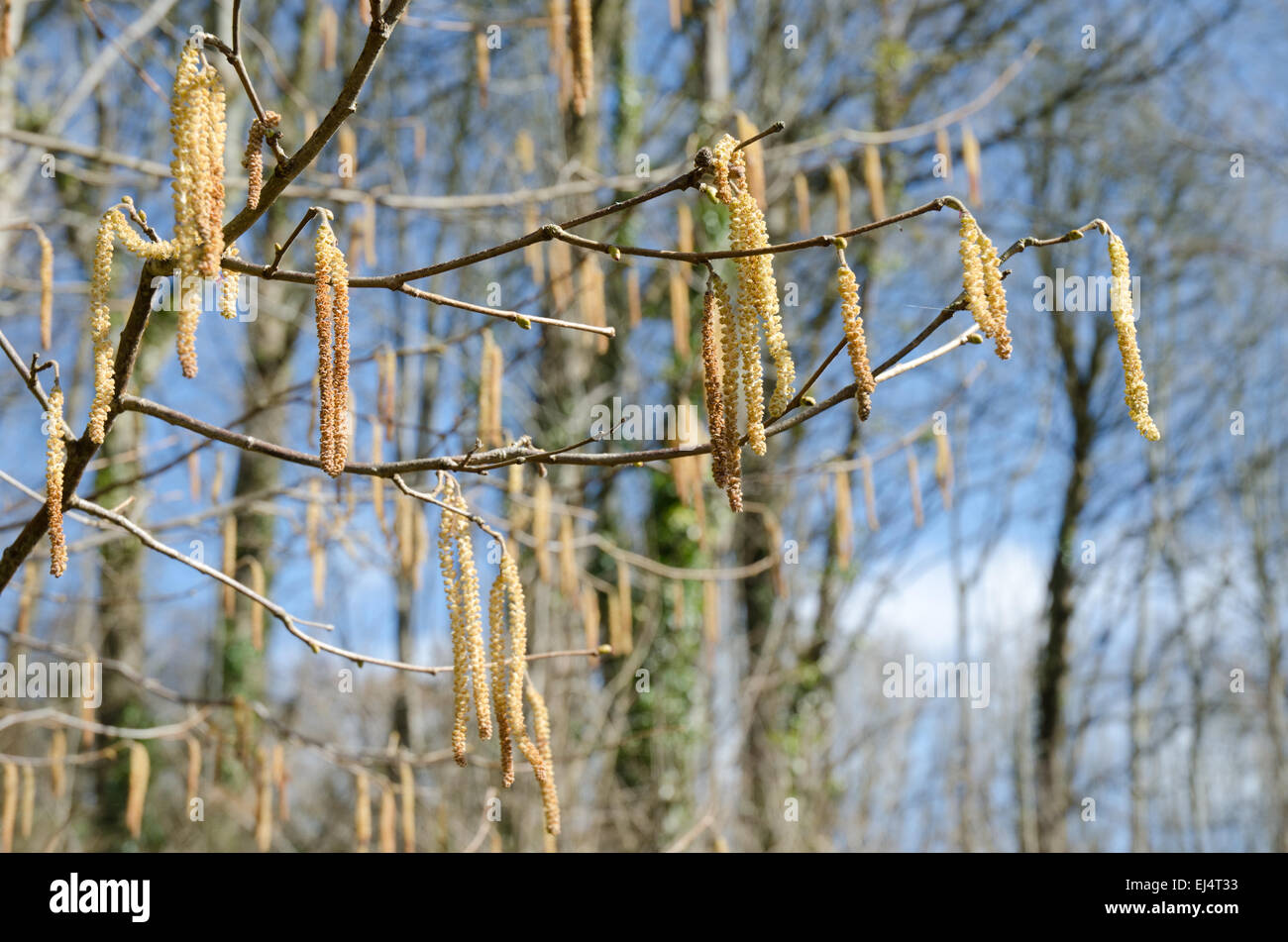 Catkins growing in Springtime UK Stock Photo Alamy