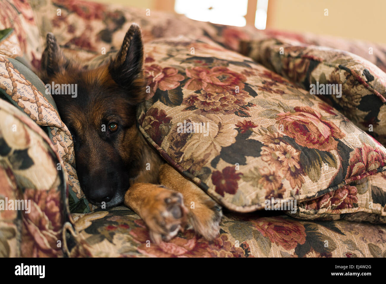 German shepherd dog covered with sofa pillows Stock Photo Alamy