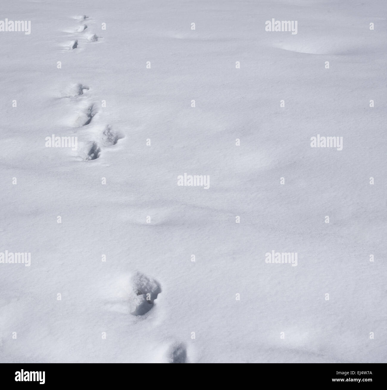 Footprints in a snow composition background Stock Photo