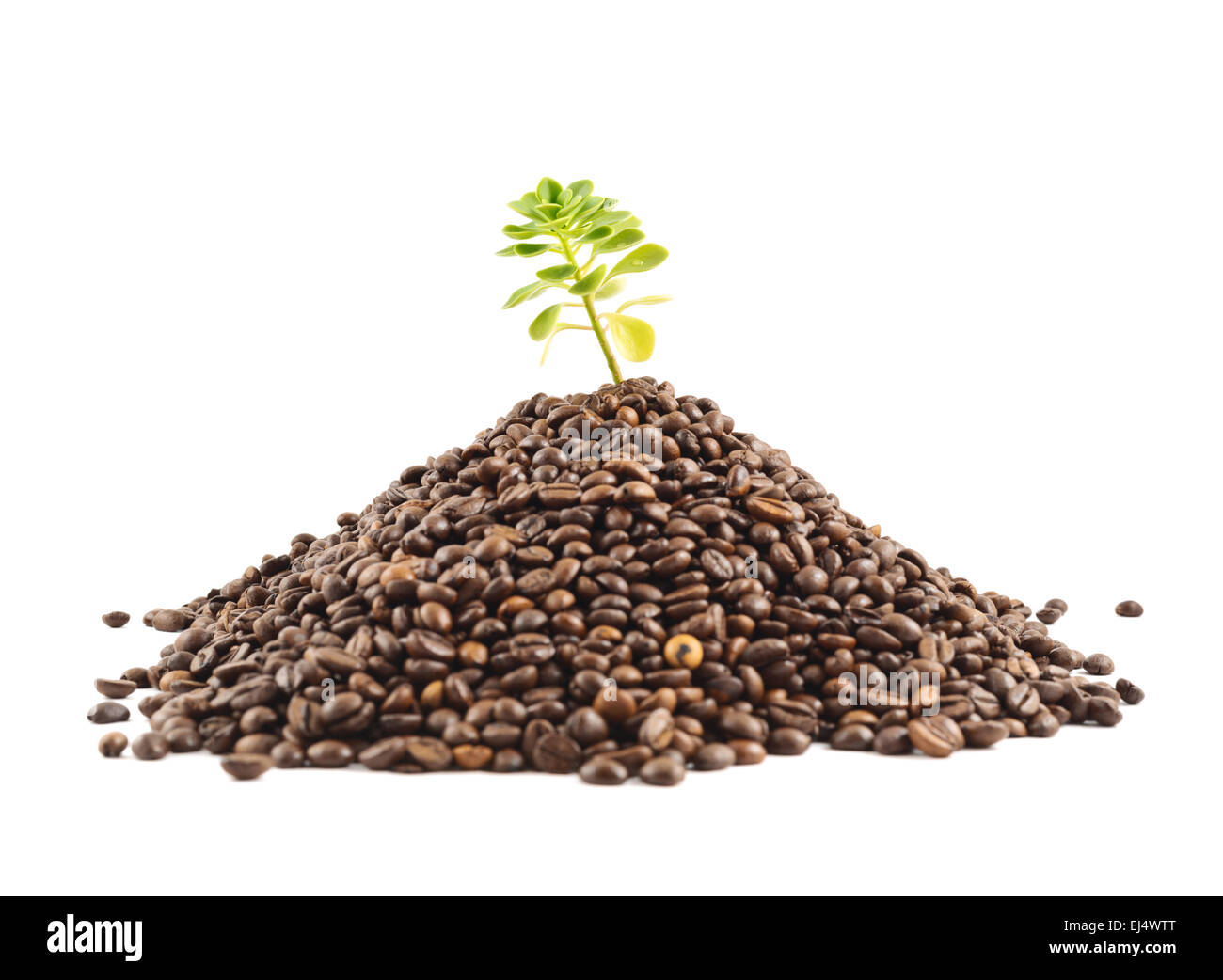Green plant growing from the coffee beans Stock Photo Alamy