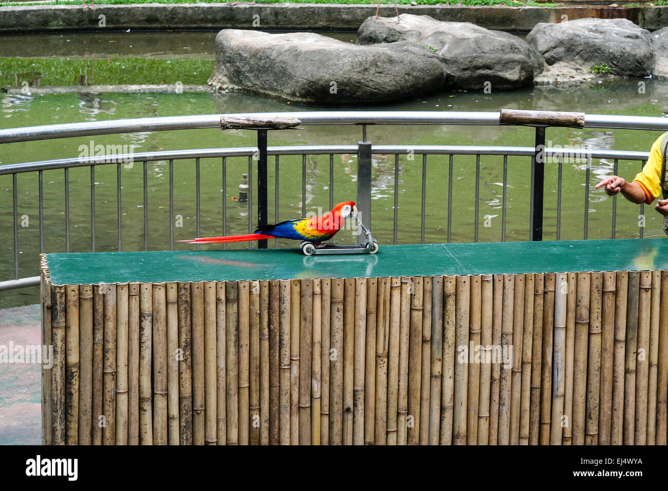 Kuala Lumpur Bird Park, Kuala Lumpur, Malaysia. Parrot 'riding' scooter during trained bird show. Stock Photo