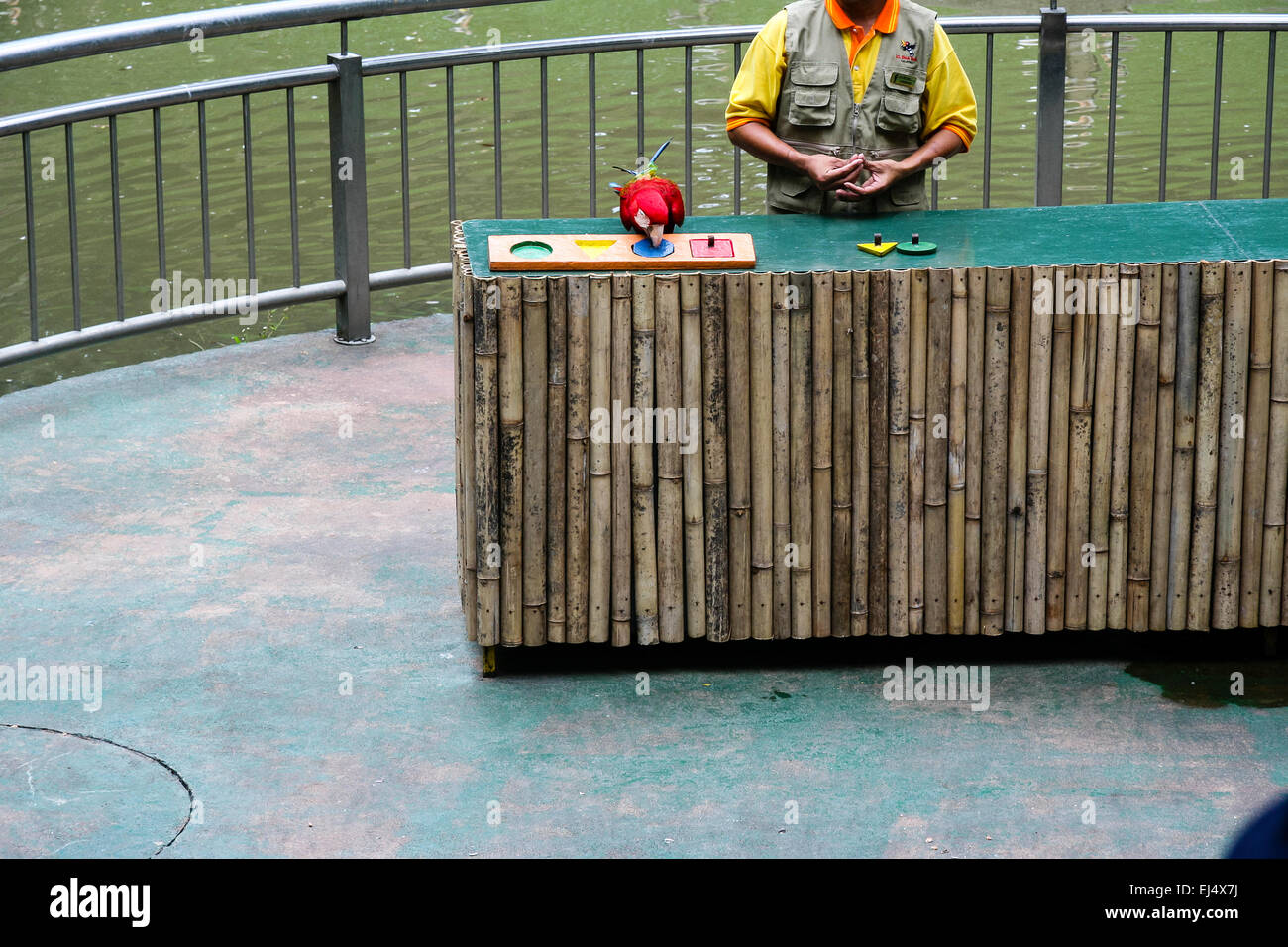 Kuala Lumpur Bird Park, Kuala Lumpur, Malaysia. Parrot sorting shapes and colours during trained bird show. Stock Photo