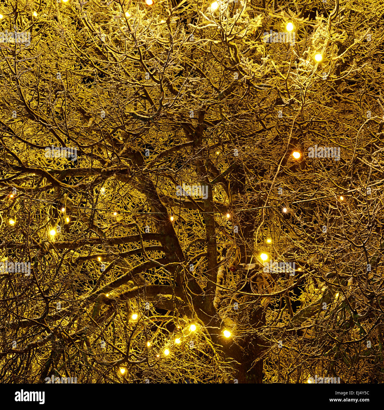 Outdoor christmas tree in city hi-res stock photography and images - Alamy