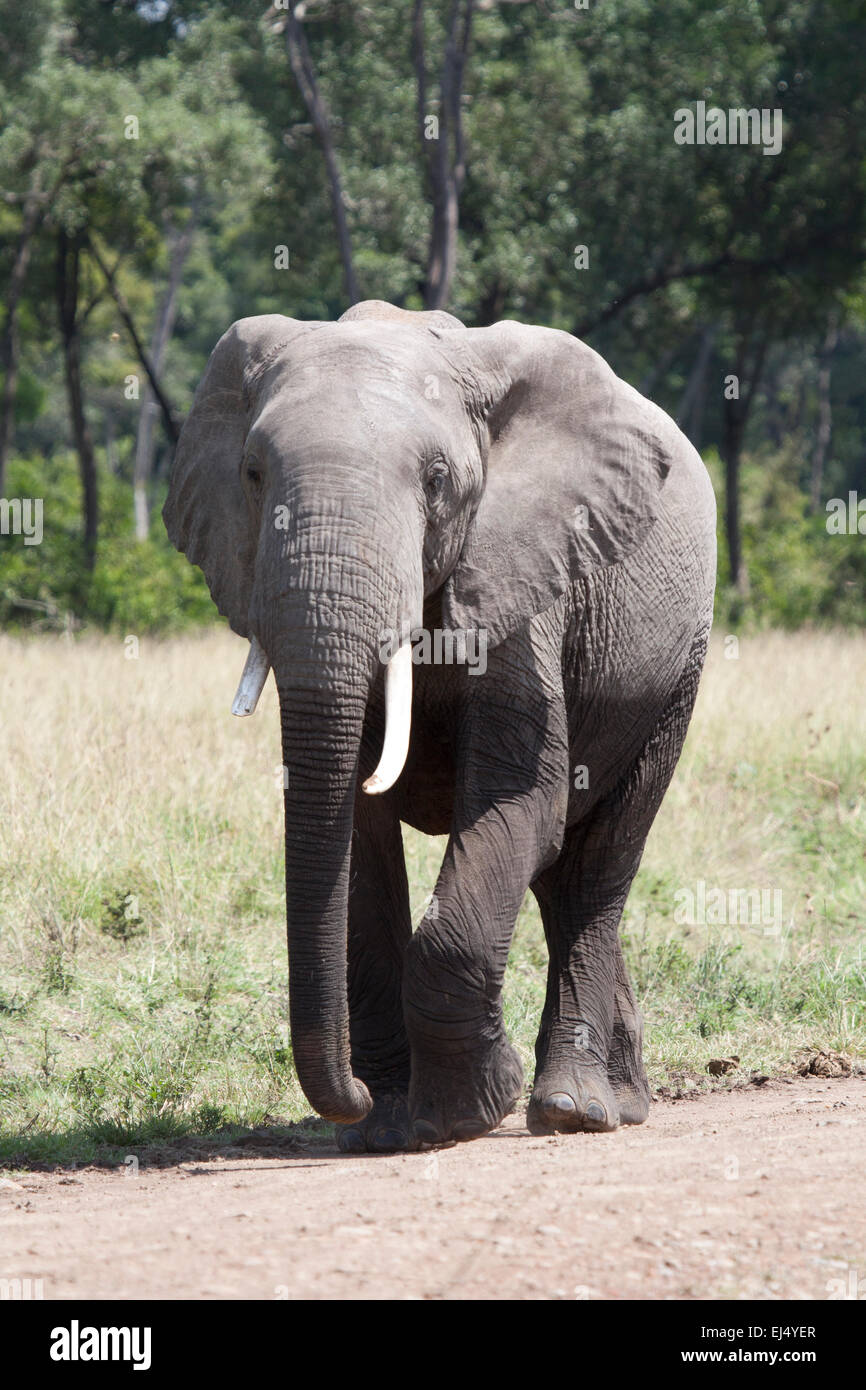 African elephant returning to the Mara from the marshes Stock Photo