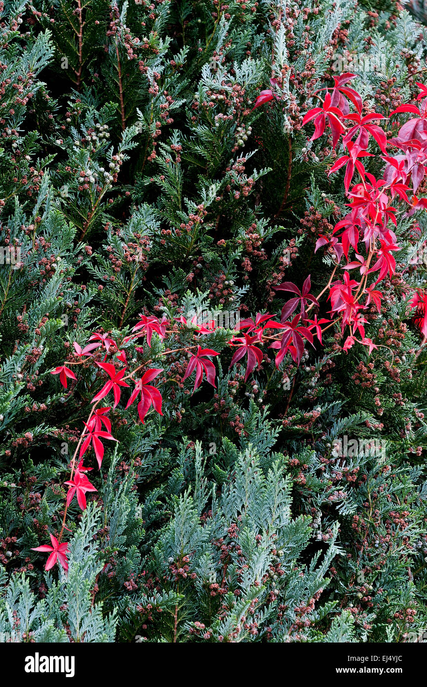 green garden conifer tree red Virginia Creeper Stock Photo