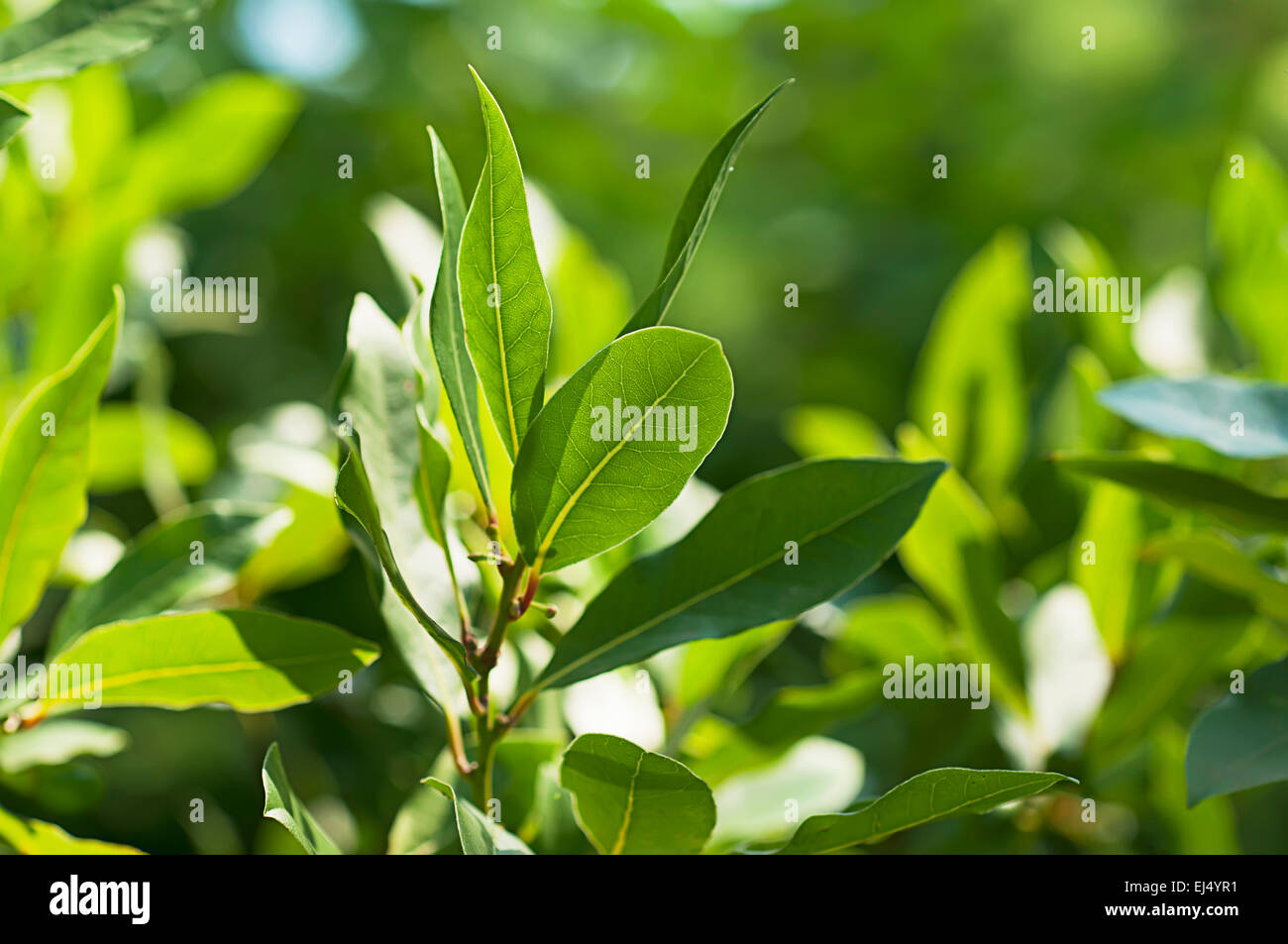 Bay leaf grows in nature Stock Photo Alamy