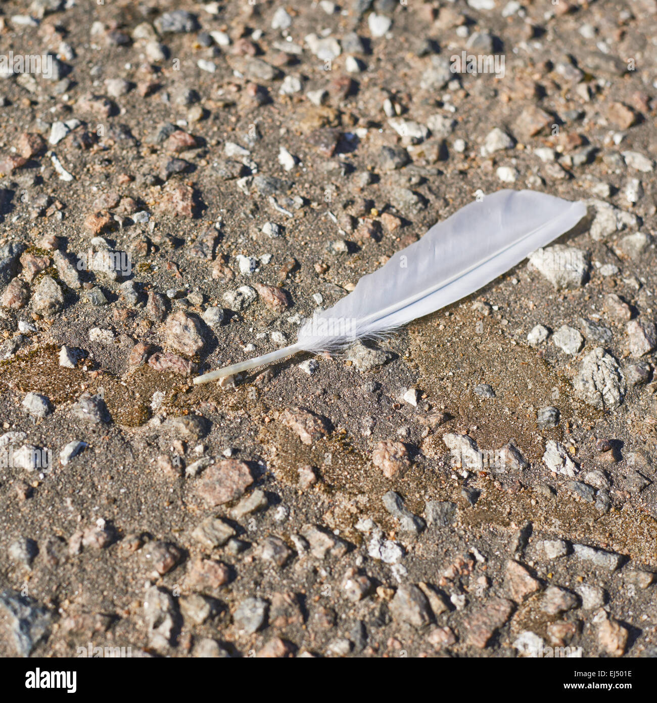 White feather on the ground Stock Photo Alamy