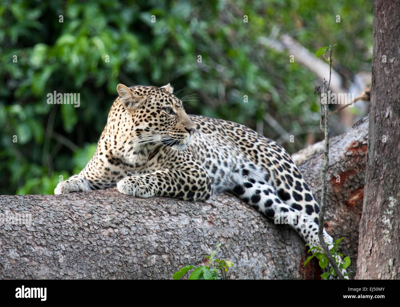 African Leopard, Masai Mara, Kenya Stock Photo