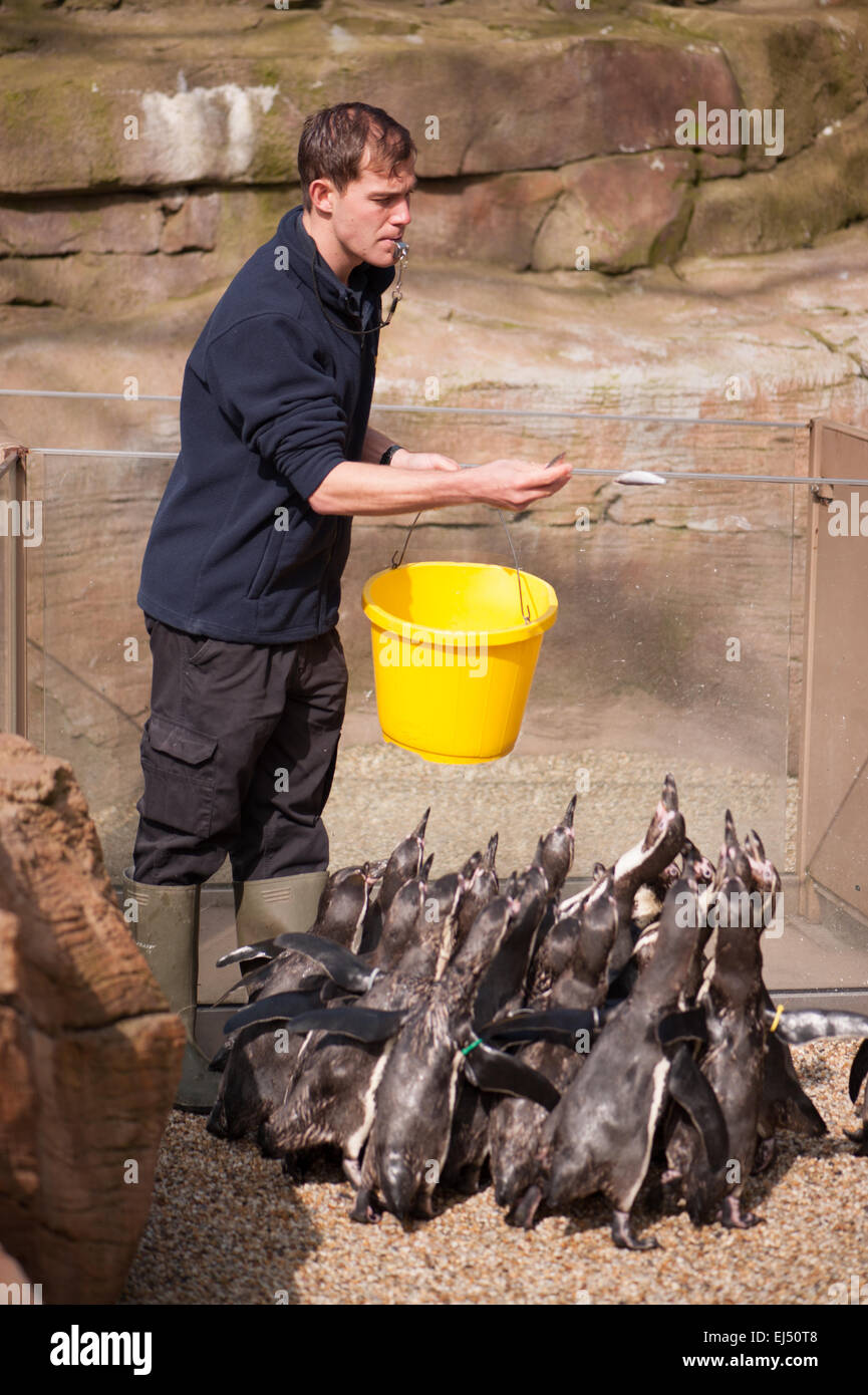 zoo keeper feeding penguins Stock Photo Alamy