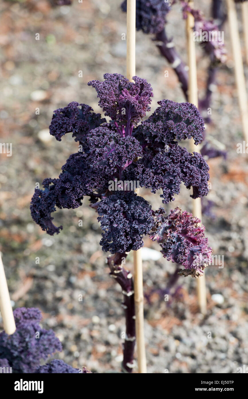 Brassica oleracea. Kale Curly Scarlet in a vegetable garden Stock Photo