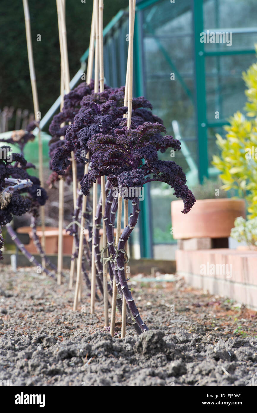 Brassica oleracea. Kale Curly Scarlet in a vegetable garden Stock Photo