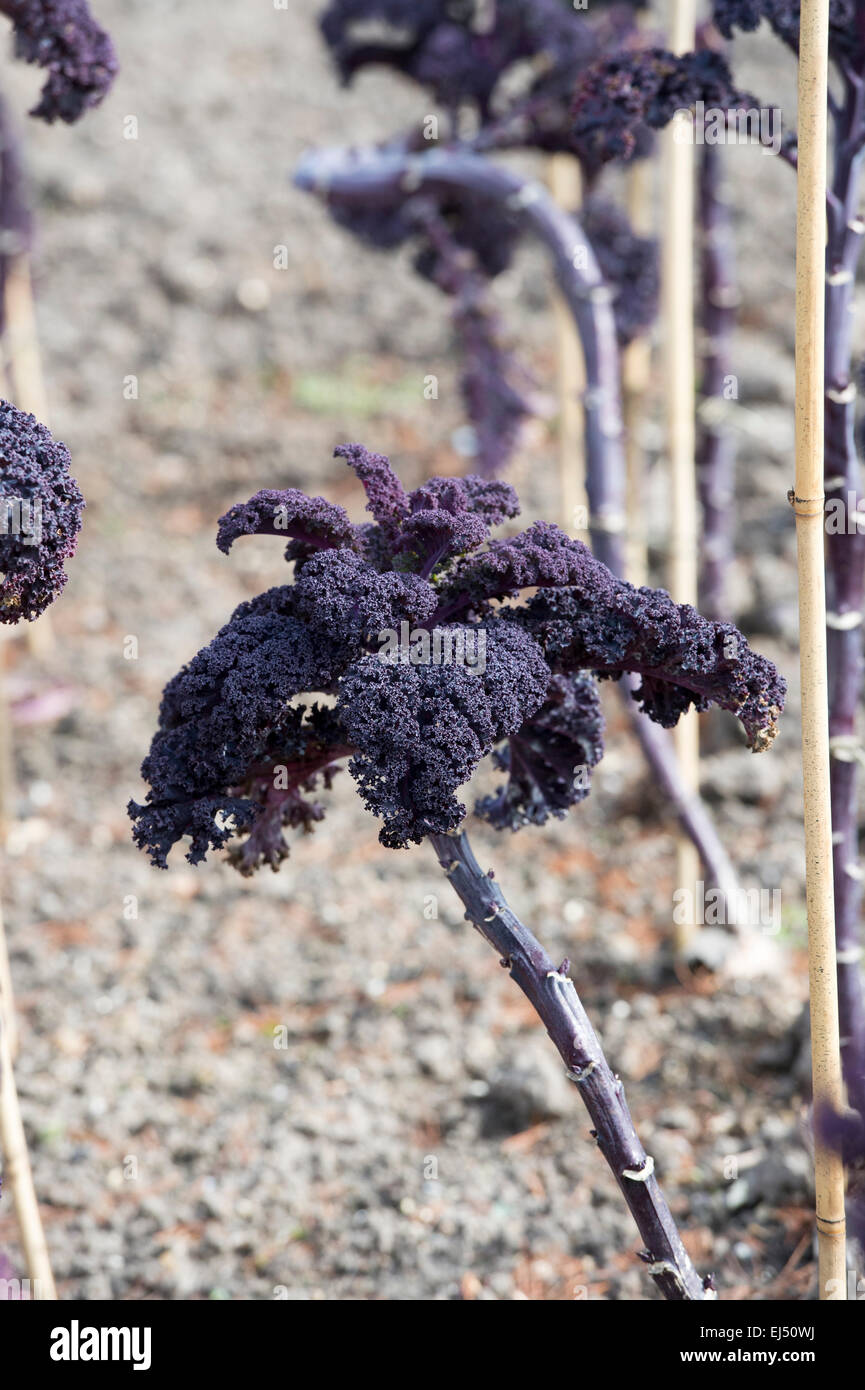 Brassica oleracea. Kale Curly Scarlet in a vegetable garden Stock Photo