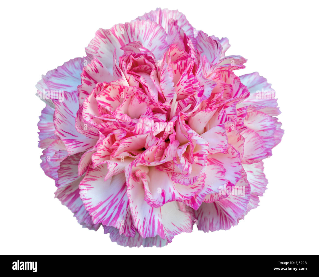 Beautiful Pink Carnation Flower Isolated On White Background Stock
