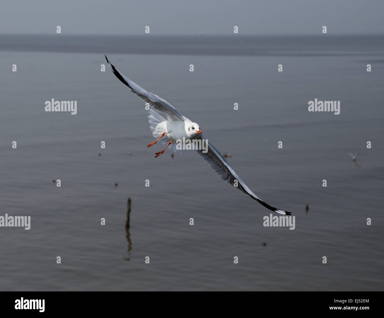 Seagull flying at Bang Pu beach, Thailand Stock Photo
