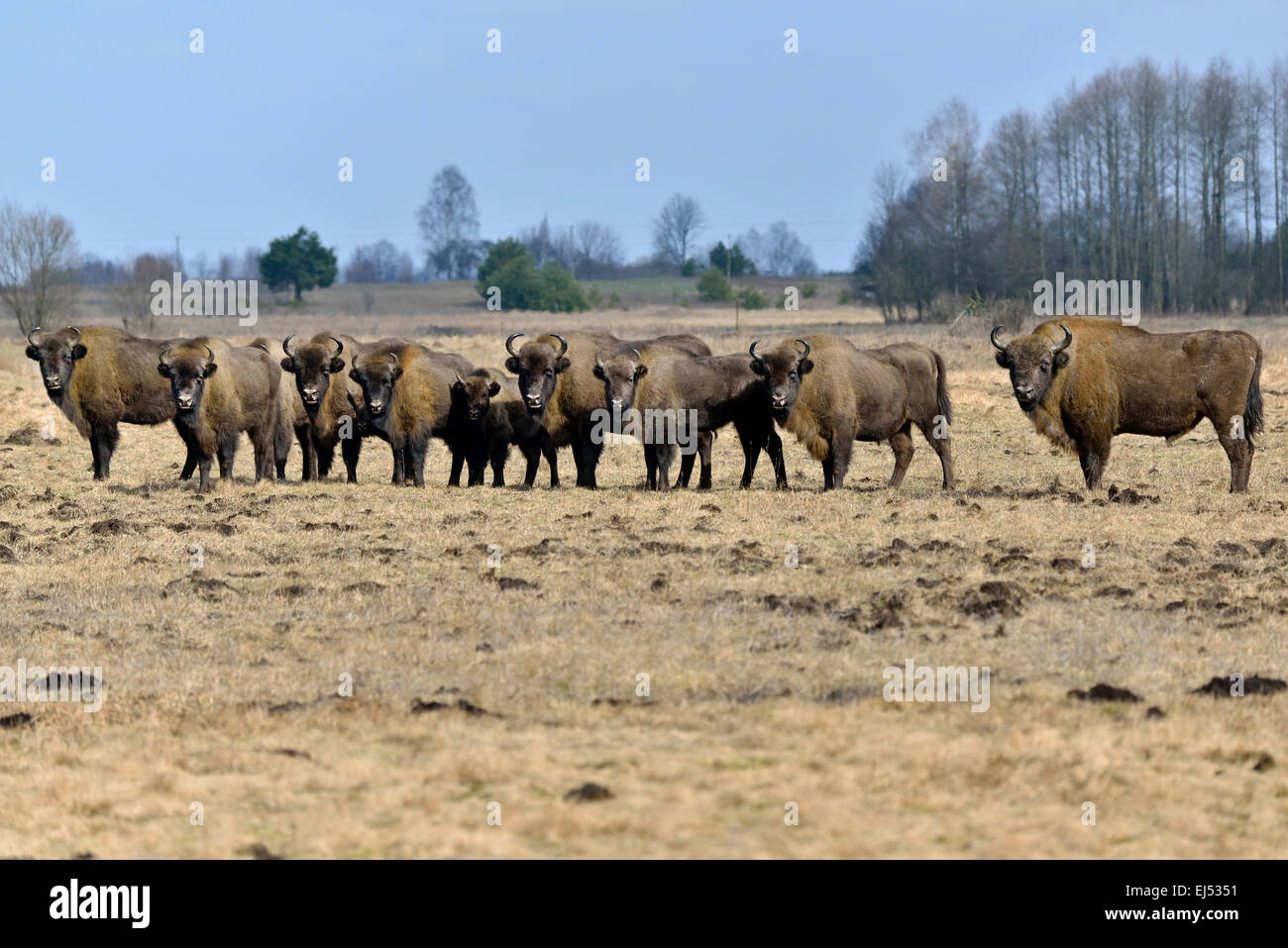 Bison bonasus, Poland, Bialowieza NP, European Bisons Stock Photo
