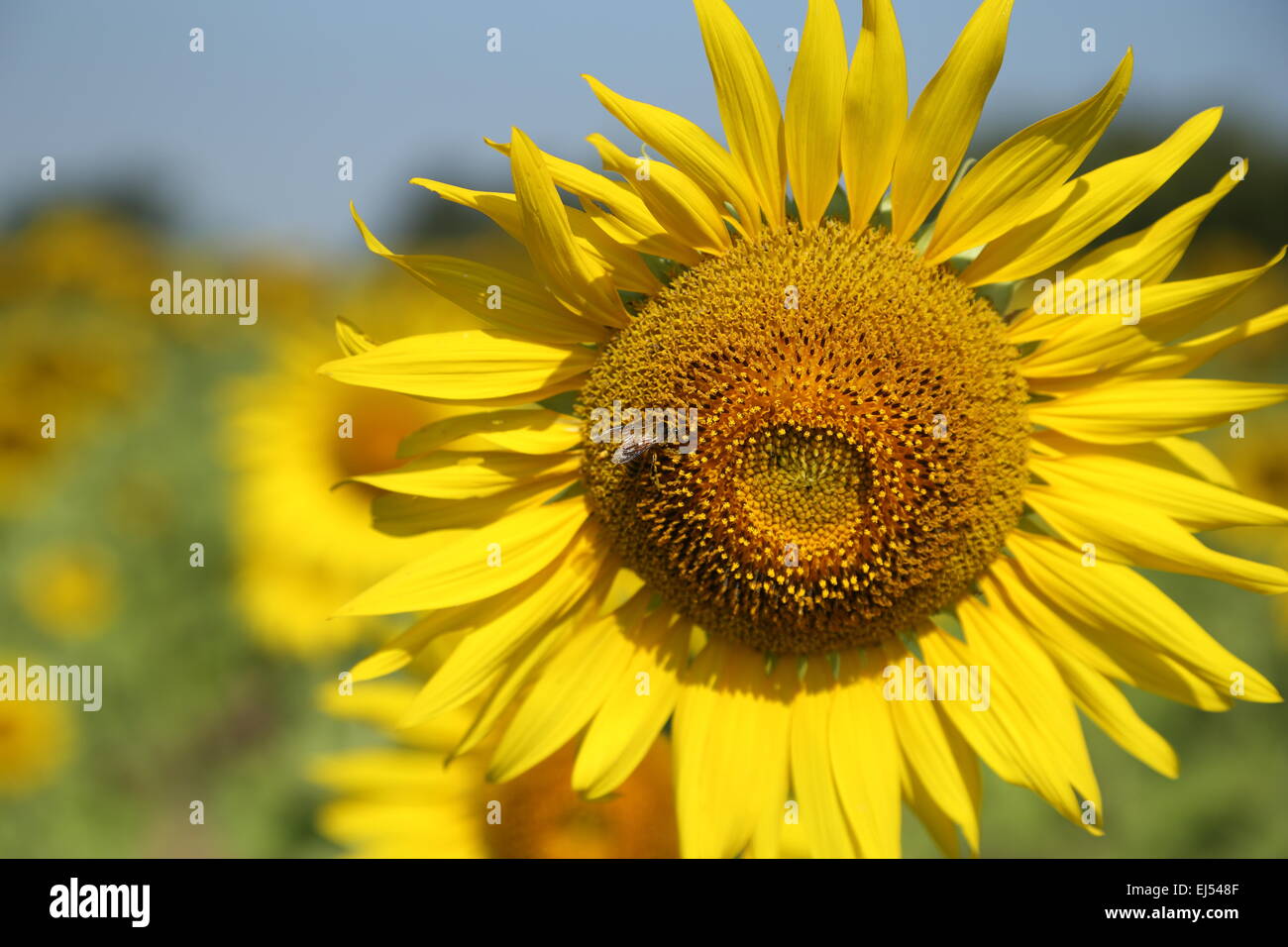 sunflower in field with the blue sky Stock Photo - Alamy