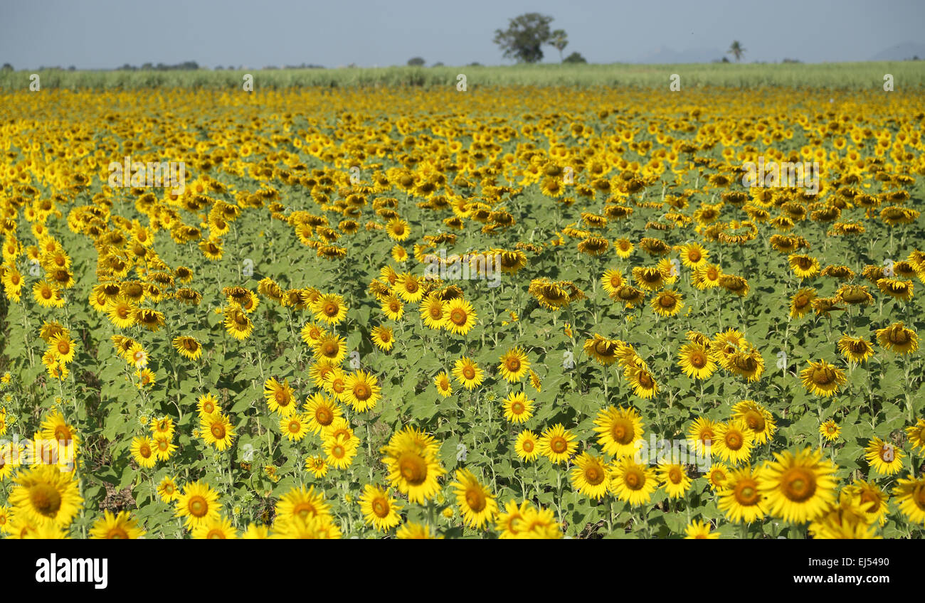 sunflower in field with the blue sky Stock Photo - Alamy