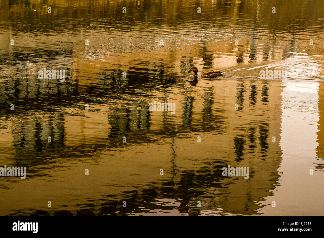 The floating duck Stock Photo - Alamy