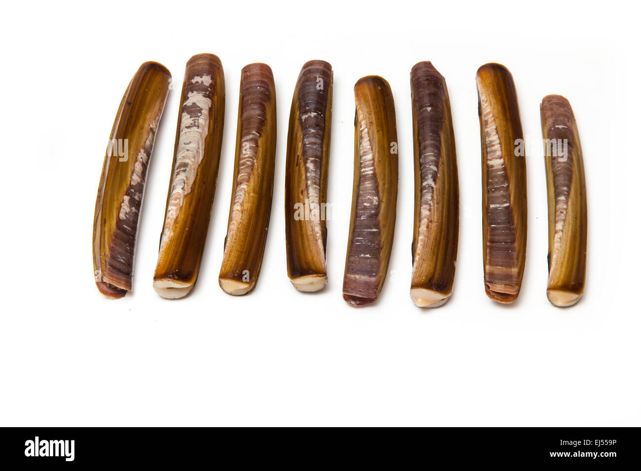 Raw Razor Clams isolated on a white studio background Stock Photo Alamy