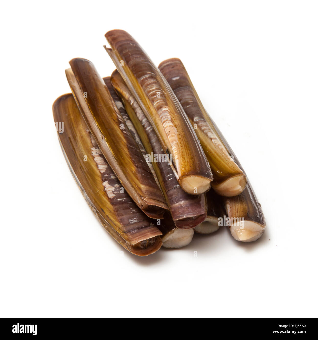 Raw Razor Clams isolated on a white studio background Stock Photo Alamy