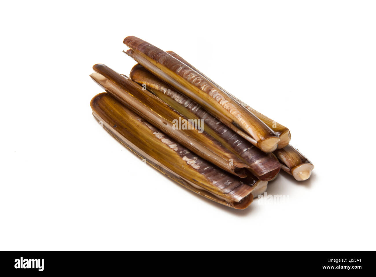 Raw Razor Clams isolated on a white studio background Stock Photo Alamy