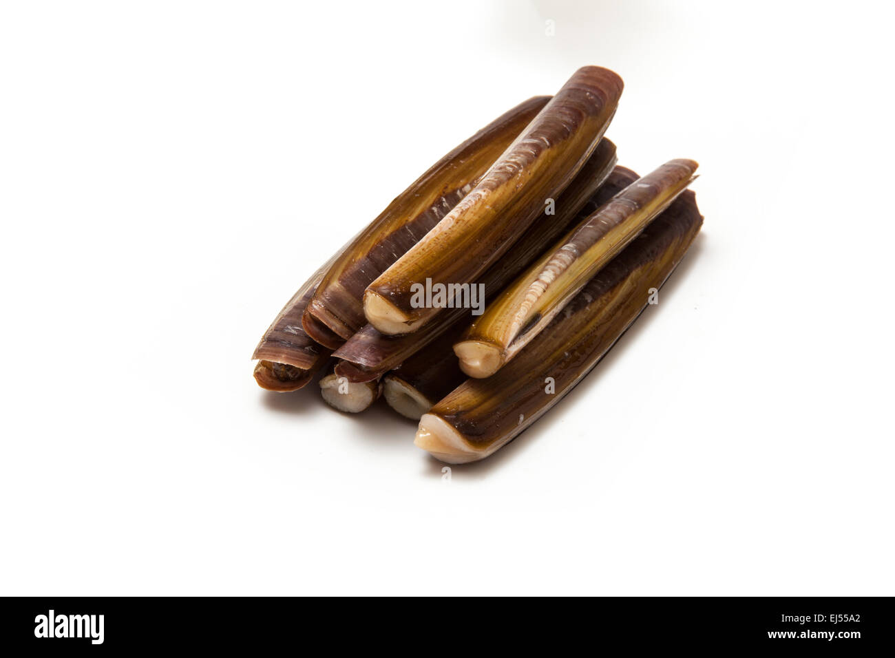 Raw Razor Clams isolated on a white studio background Stock Photo Alamy