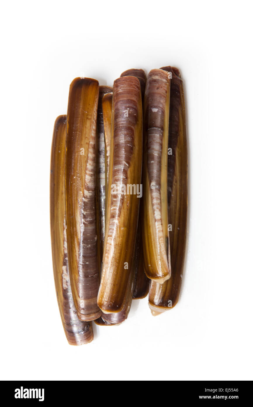 Raw Razor Clams isolated on a white studio background Stock Photo Alamy