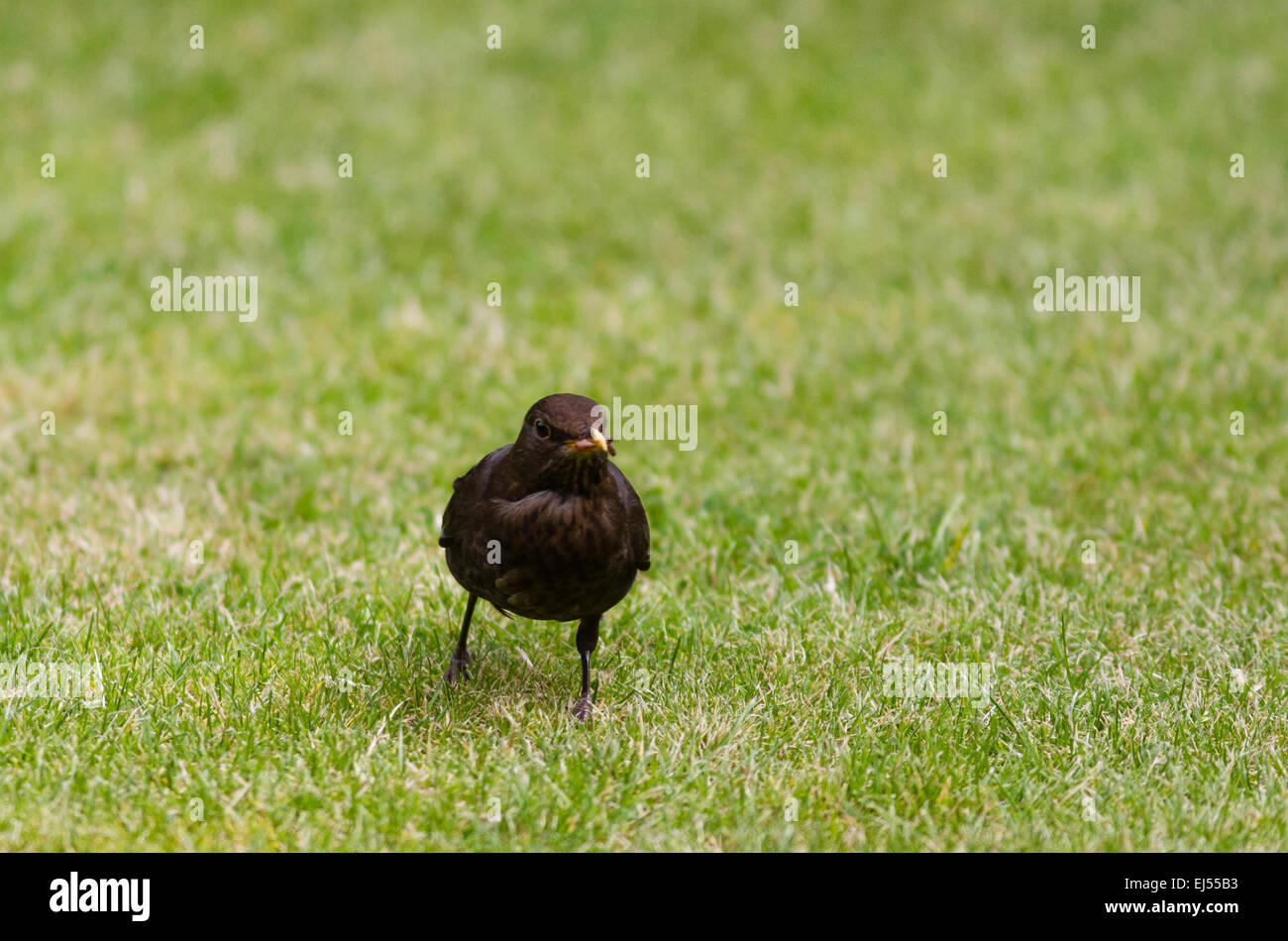 A blackbird on a lawn in a suburban Surrey garden Stock Photo