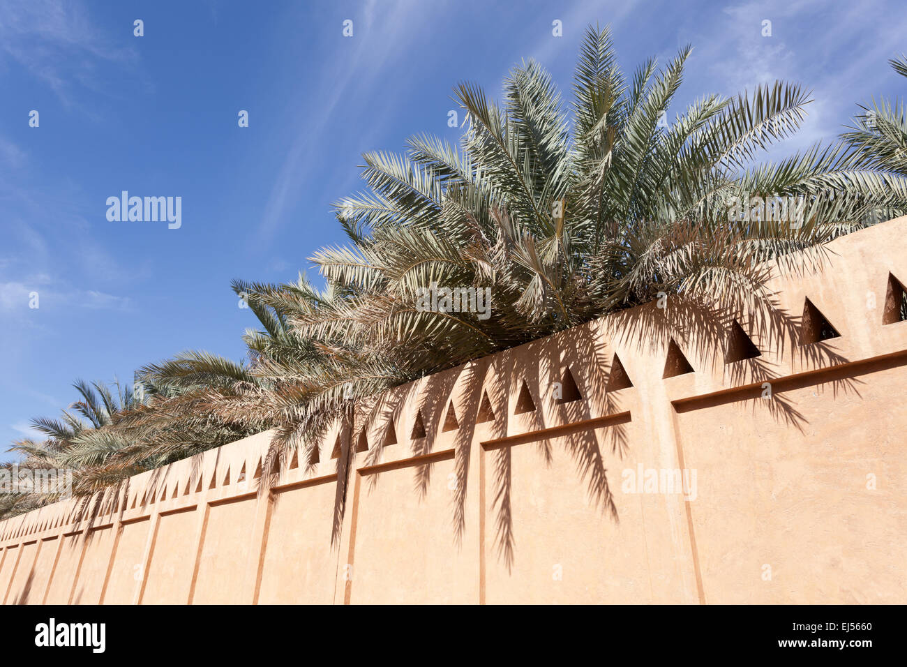 Palm Trees in the Al Ain Oasis, Emirate of Abu Dhabi, UAE Stock Photo