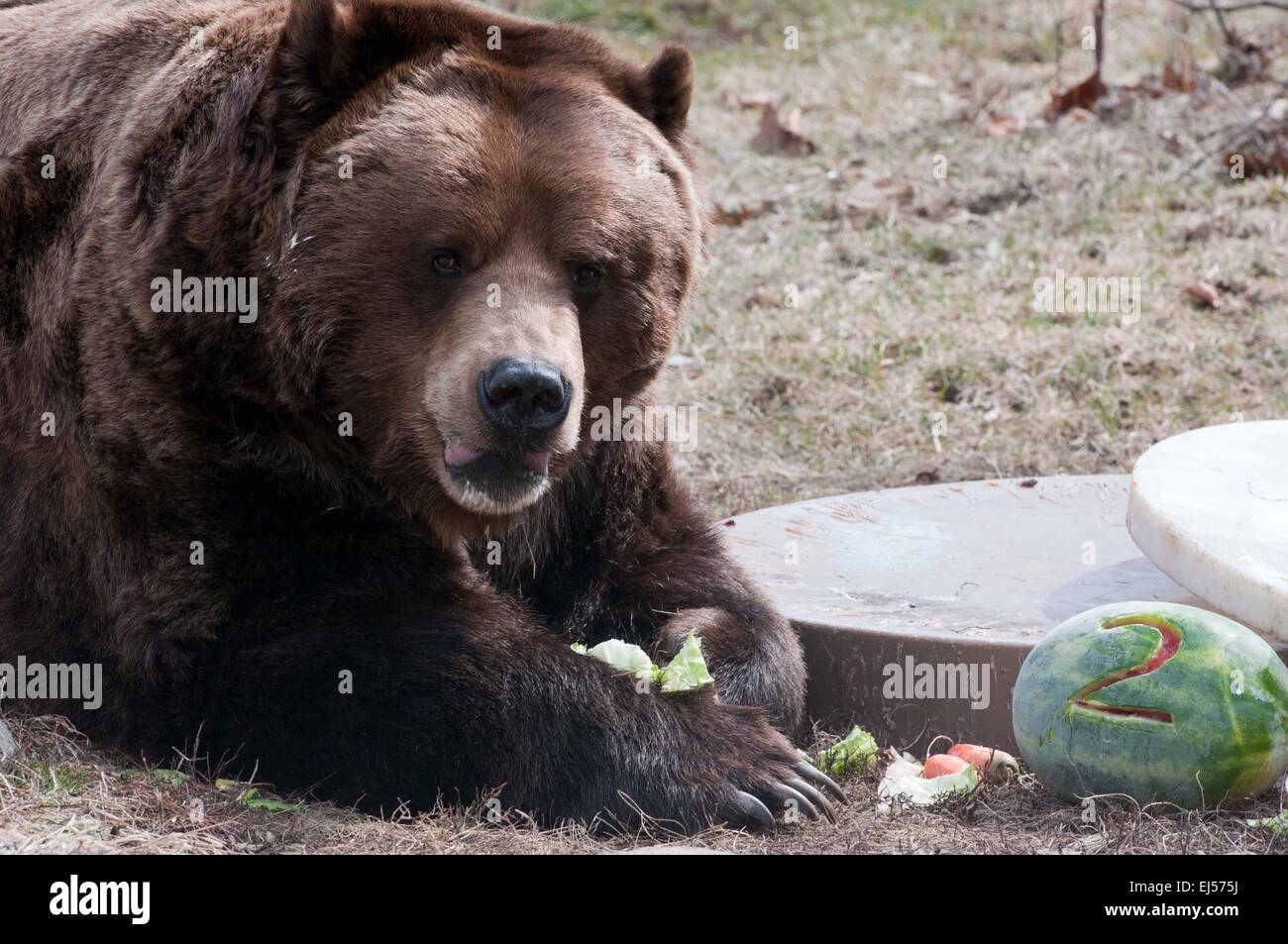 PHOTOS: Brookfield Zoo animals rep Chicago Bears ahead of first game