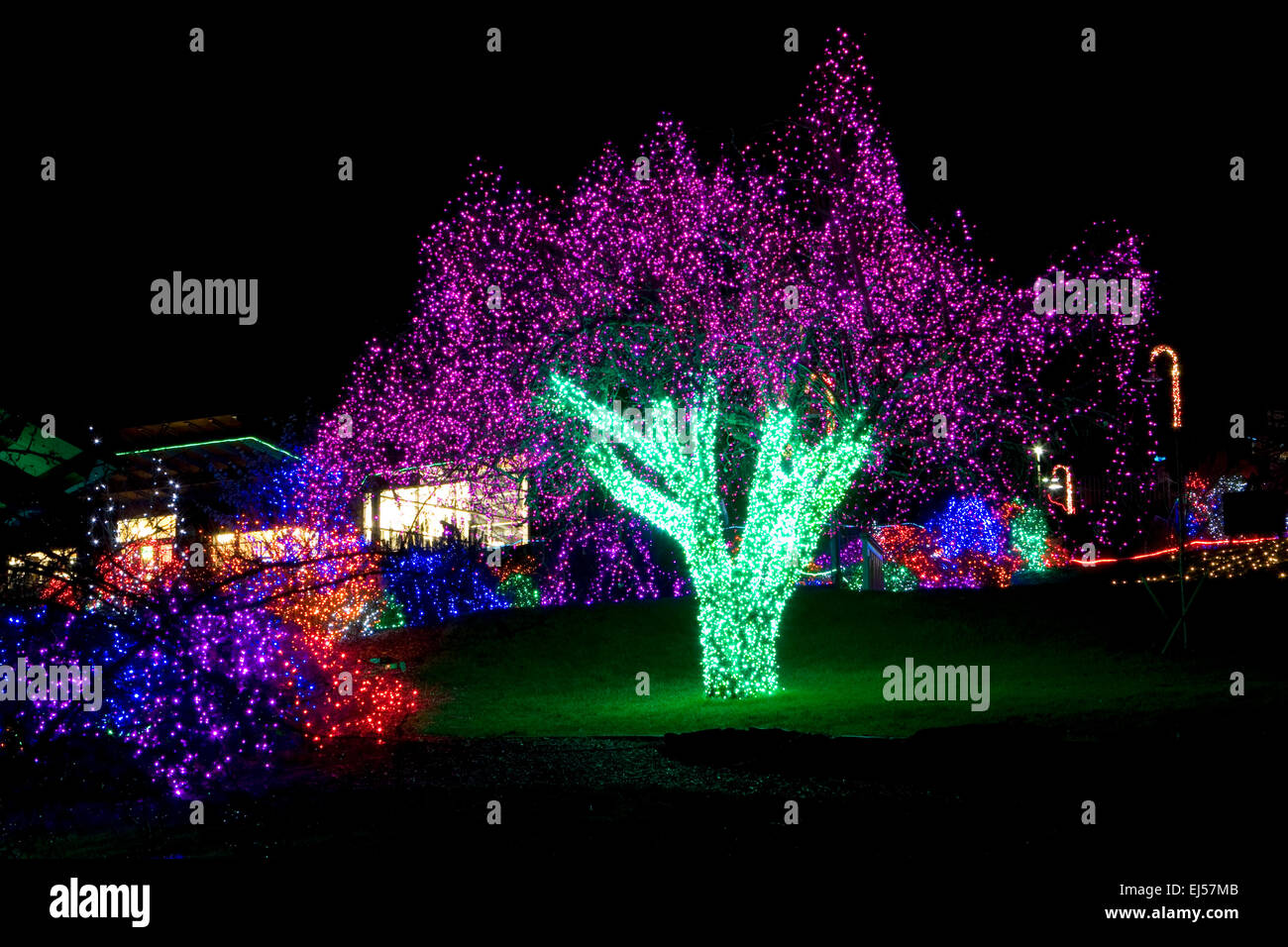 A tree display during Zoolights at the Point Defiance Zoo in