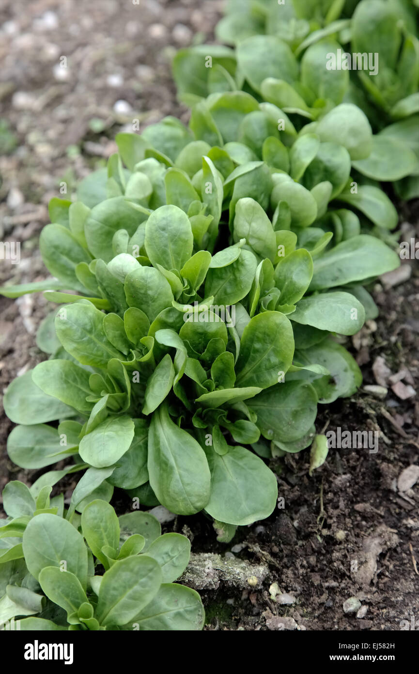 Valerianella locusta 'Pulsar' Corn salad or Lambs lettuce in March Stock Photo