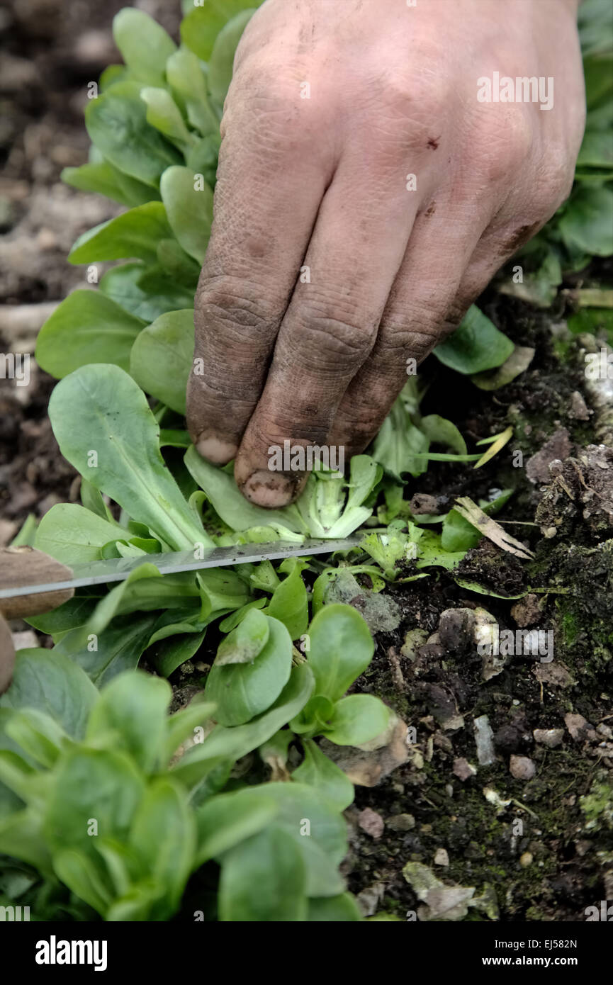 Valerianella locusta 'Pulsar' Corn salad or Lambs lettuce being harvested in March Stock Photo