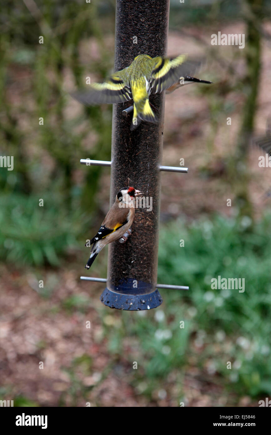 Siskin and Goldfinch on niger seed feeder Carduelis spinus and Carduelis carduelis Stock Photo