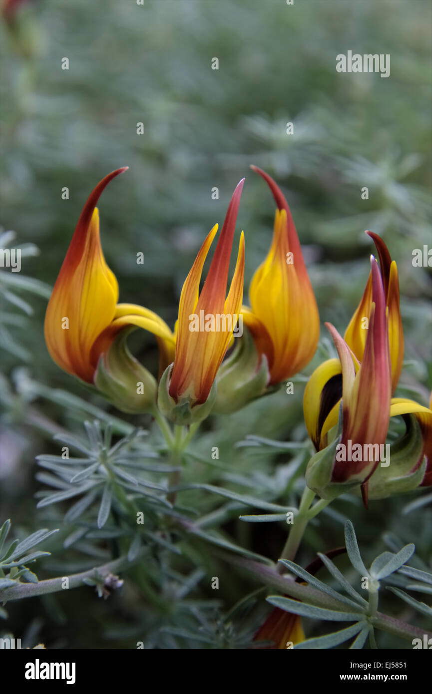 Lotus maculatus Golden Parrot's Beak Stock Photo Alamy