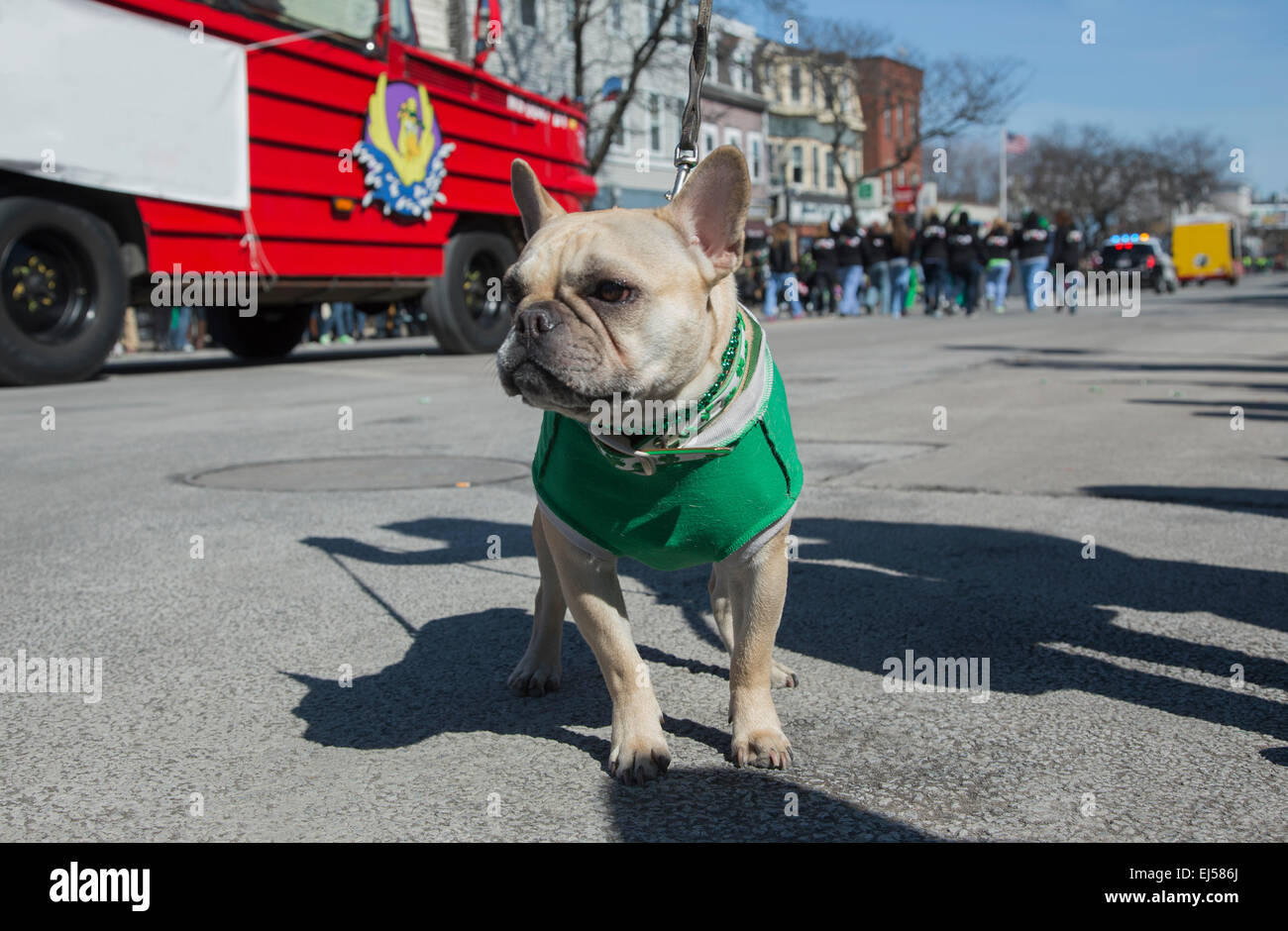 Irish Pug Dog, St. Patrick's Day Parade, 2014, South Boston, Massachusetts, USA Stock Photo