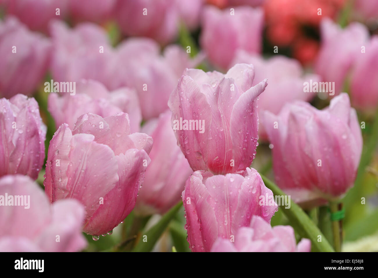 beautiful pink tulip blooming in the garden Stock Photo - Alamy
