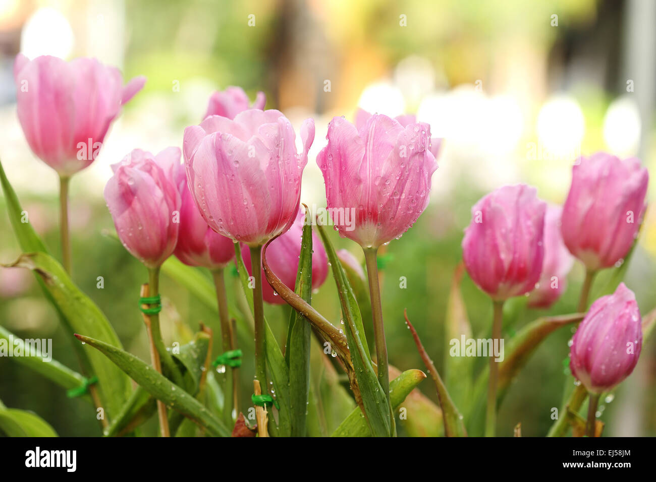 beautiful pink tulip blooming in the garden Stock Photo - Alamy