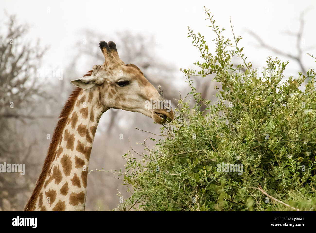 South African Giraffe head and shoulders view in Chobe National Park, Botswana, Africa Stock Photo