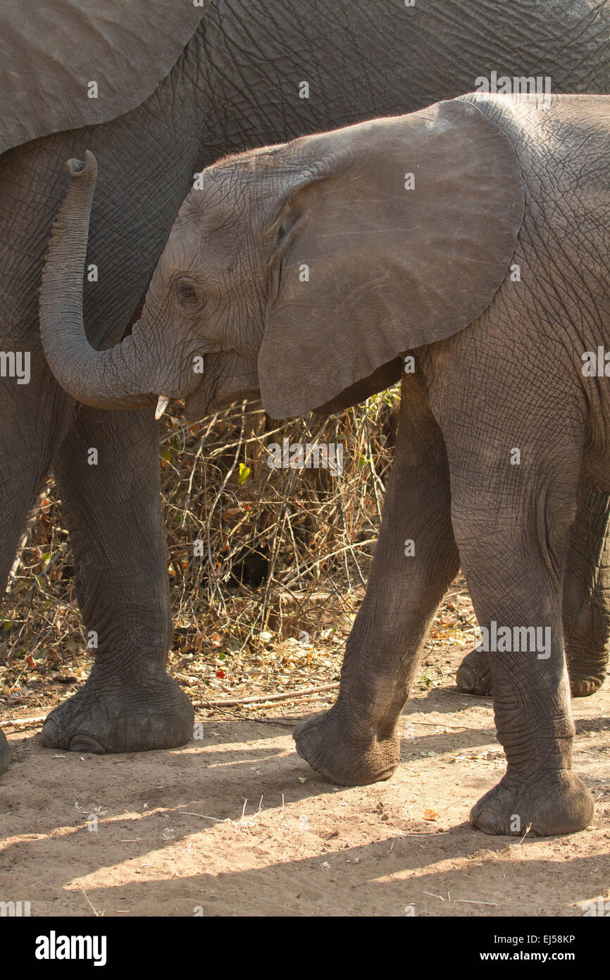 Mother and baby elephants in Chobe National Park, Botswana, Africa Stock Photo