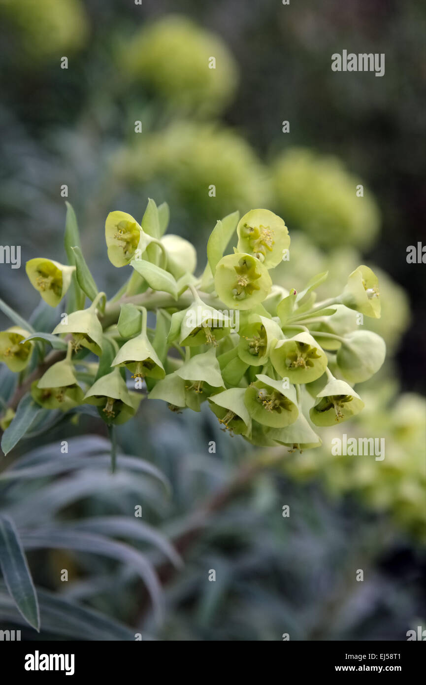 Euphorbia characis subsp. wulfenii 'Lambrook Gold' AGM Stock Photo