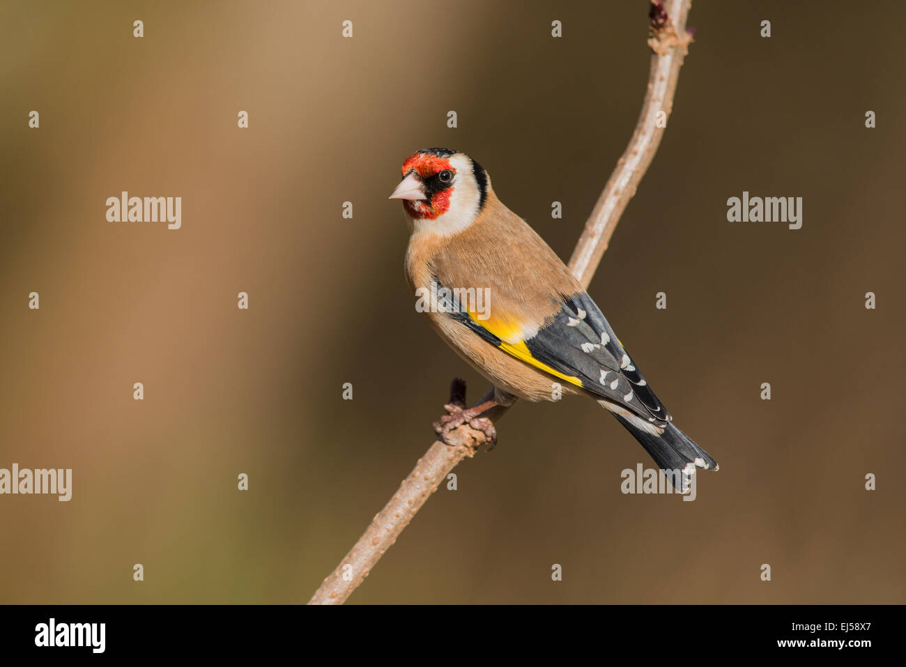 Robin goldfinch porn