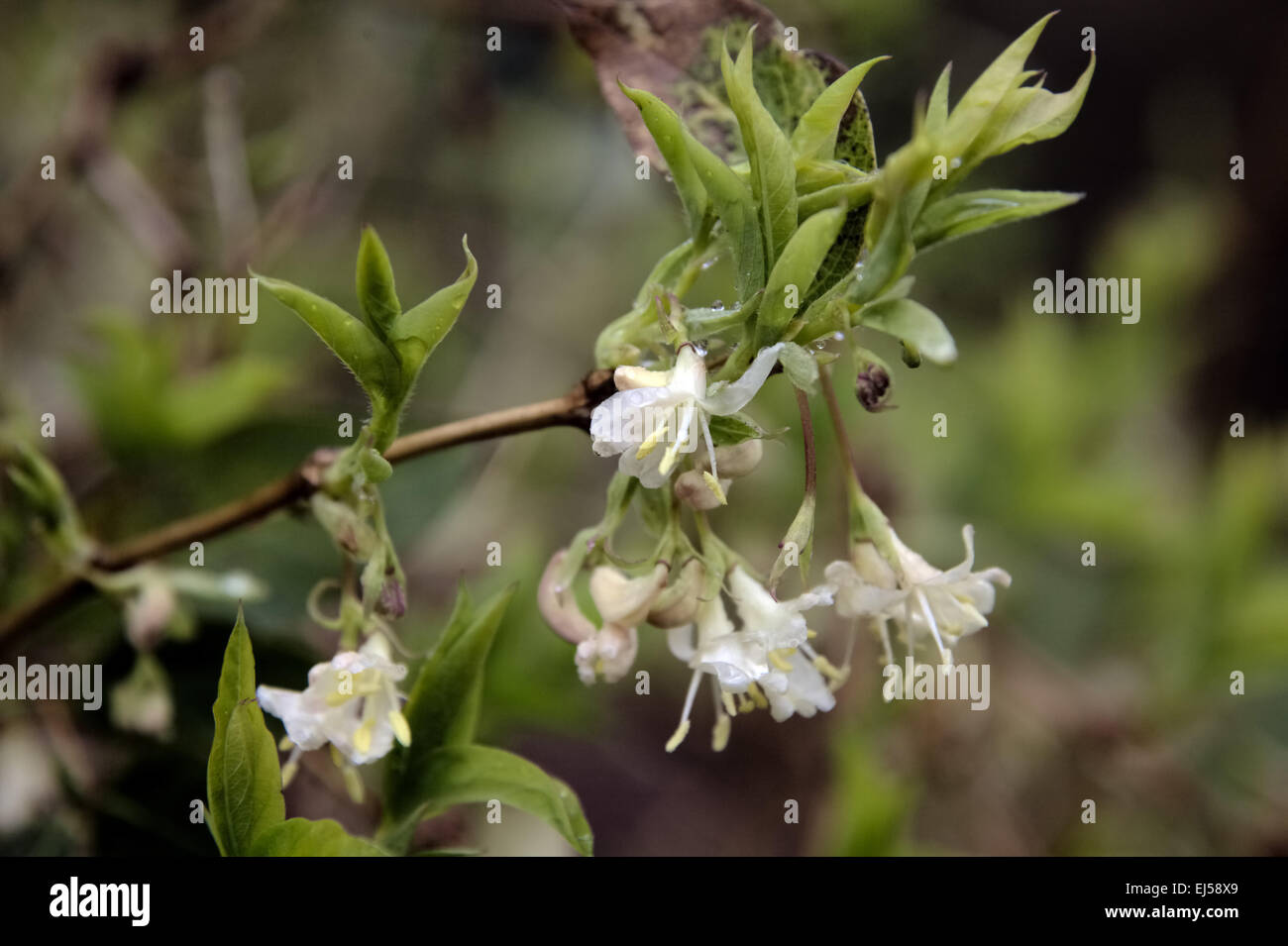 Lonicera fragrantissima - scented winter honeysuckle Stock Photo