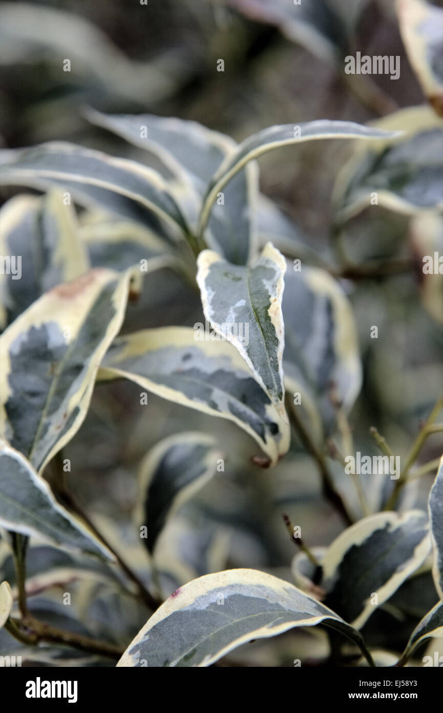 Ligustrum sinense 'Variegatum' - Variegated Chinese Privet Stock Photo