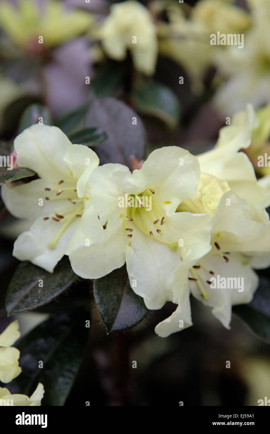 Rhododendron 'Elizabeth David' Stock Photo