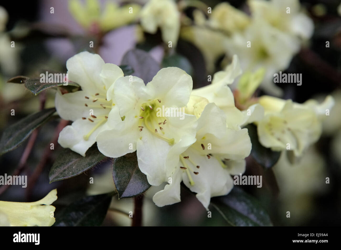 Rhododendron 'Elizabeth David' Stock Photo