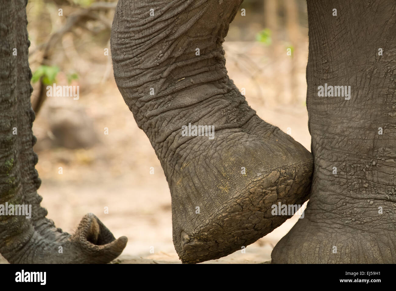 Bottom of elephant foot hi-res stock photography and images - Alamy